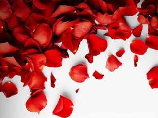 Život po ruži online zdarma